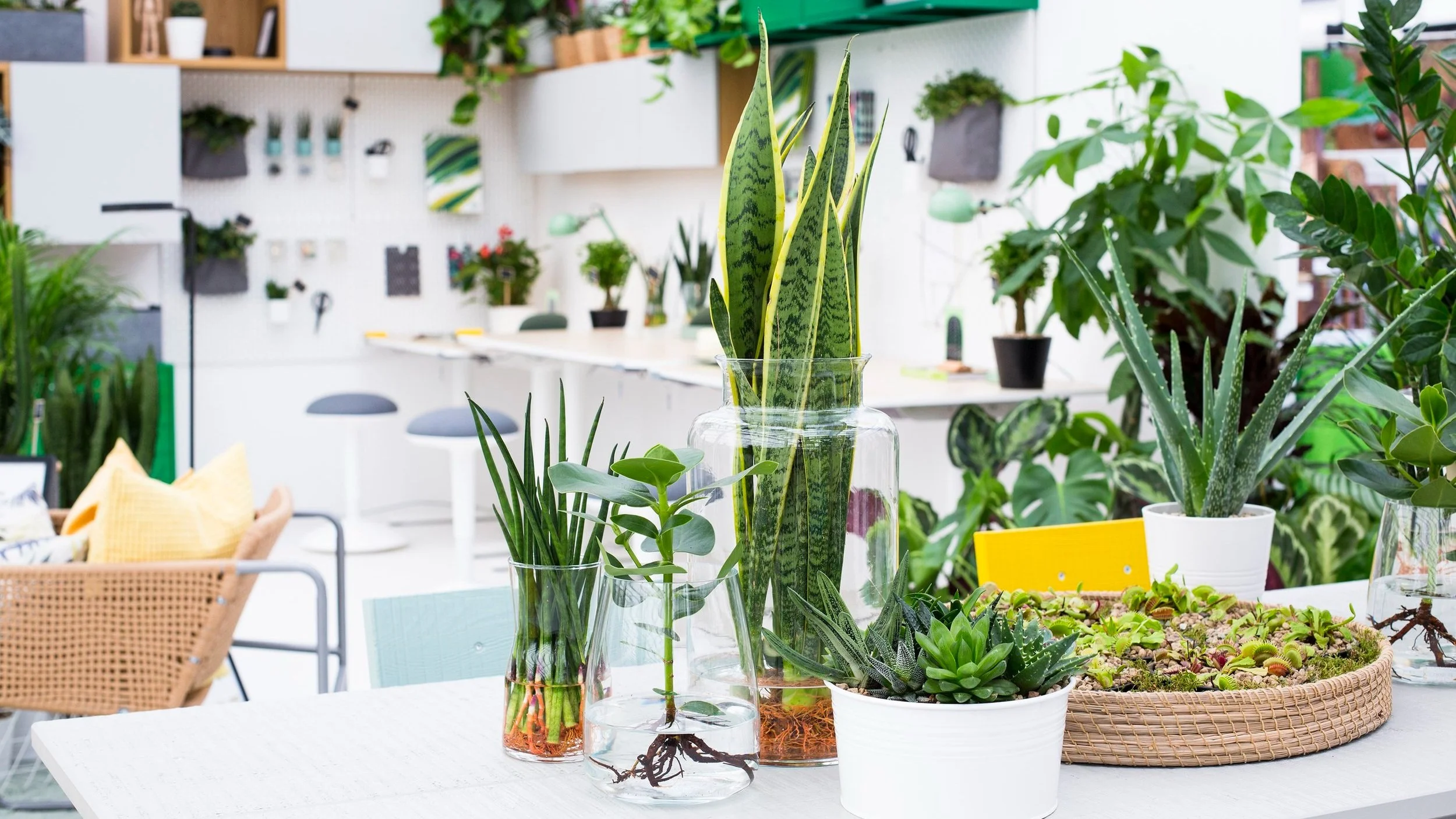 Indoor garden project showcase in corporate office